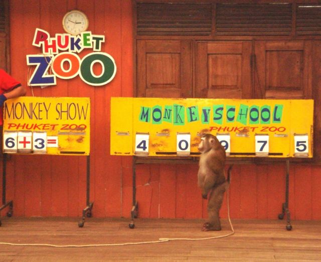 Phuket Zoo  - Monkey Show