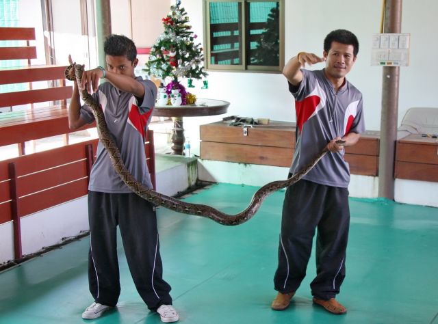 Snake Farm - Dangerous snake