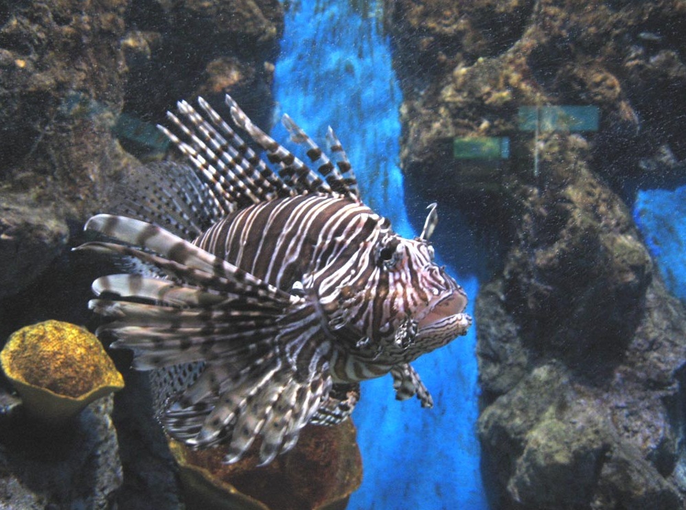  Phuket Aquarium - Tiny recreational area