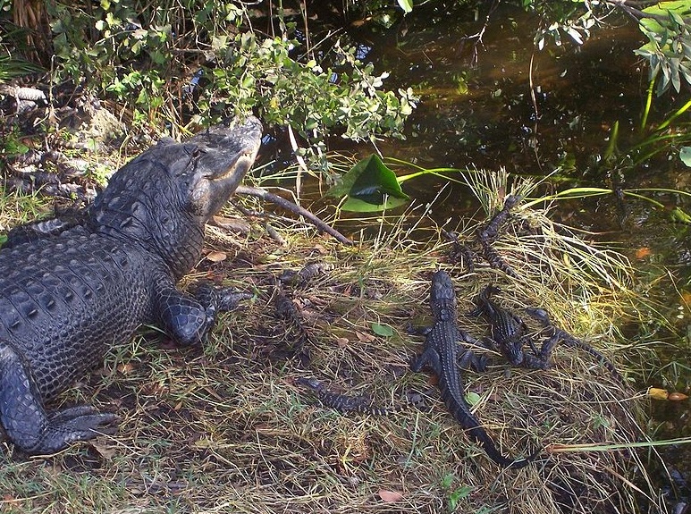 Everglades National Park  - Alligators