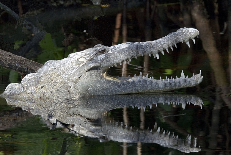Everglades National Park  - Amazing reptile