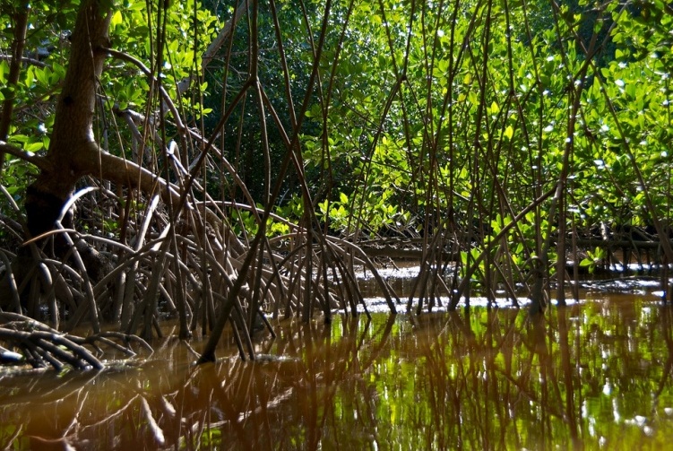Everglades National Park  - Vast expanse of vegetation