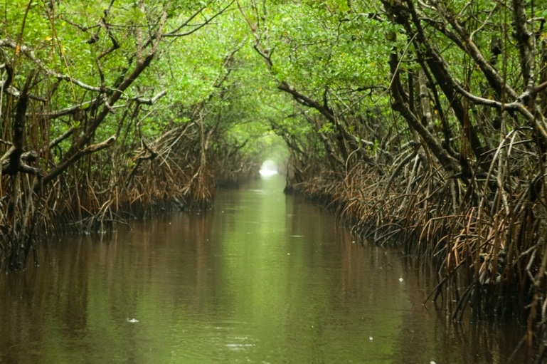 Everglades National Park  - Wildlife
