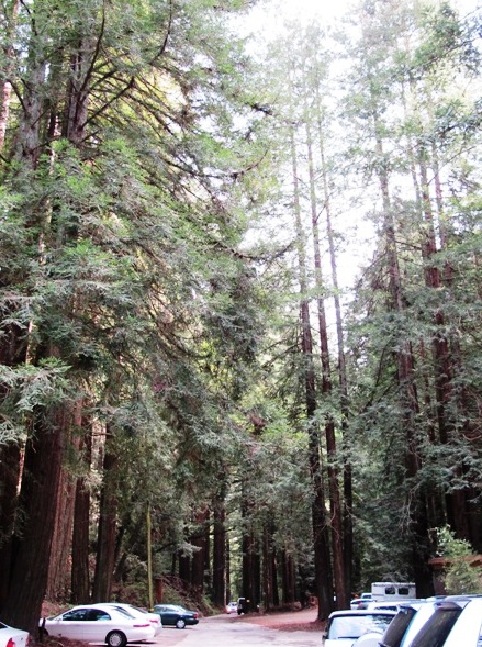 Mystery Spot,Santa Cruz, California - Beautiful forest