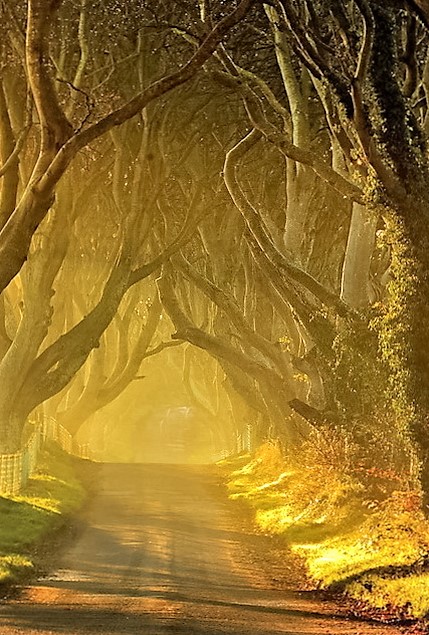 The Dark Hedges, Ireland - Iconic view