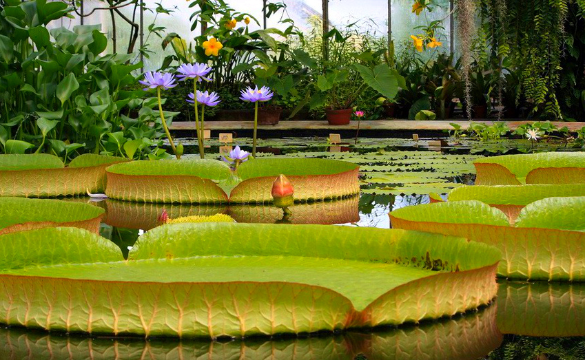 Botanical Garden,Saint Petersburg - Unique herb collections