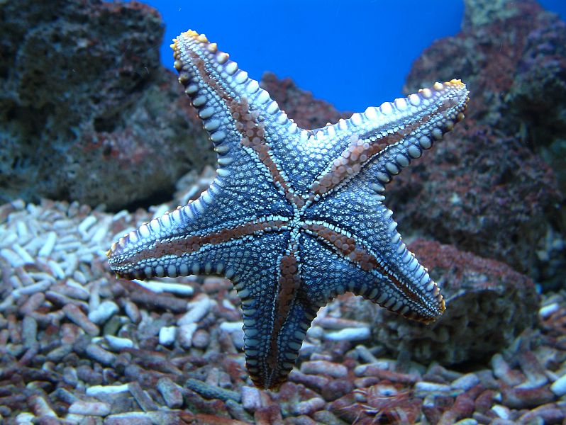 Sea World - Marine life