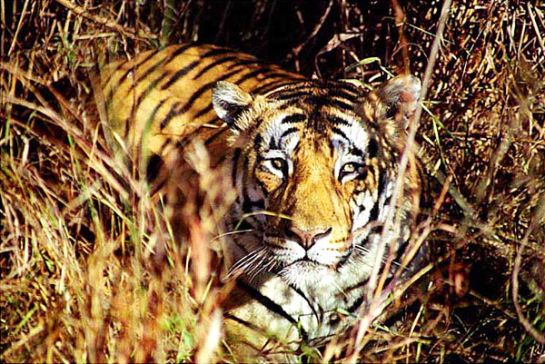 India  - Bengal Tiger at Kanha National Park