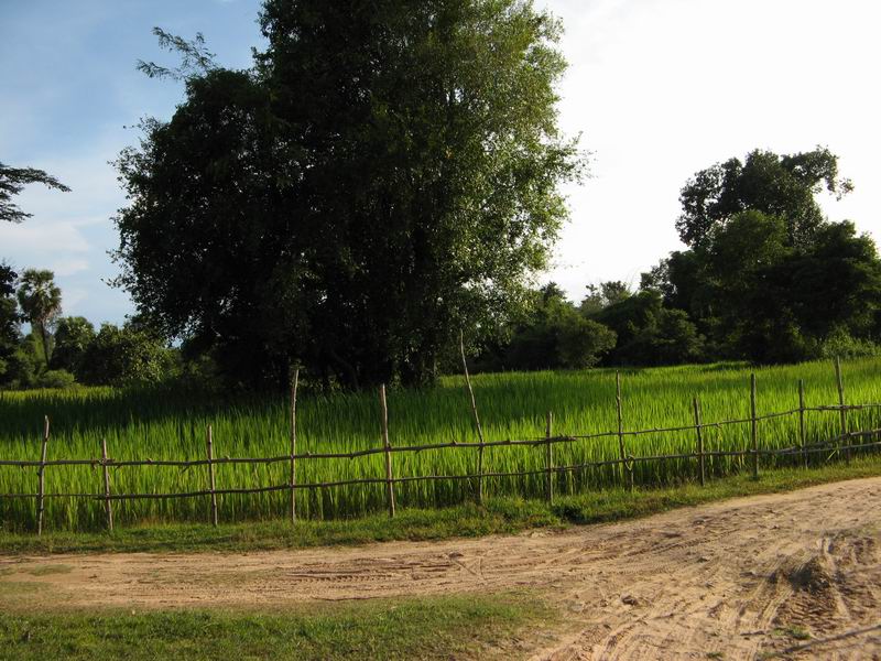 Laos - Rice plantations