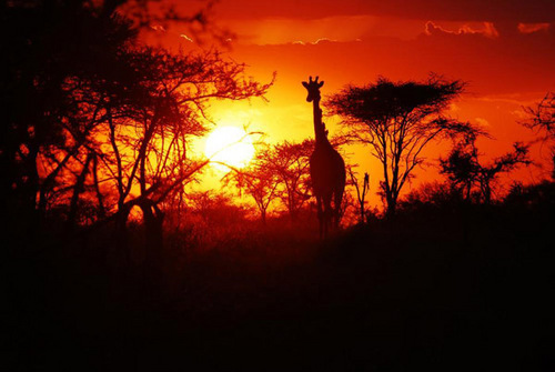 Serengeti, Tanzania - Night view