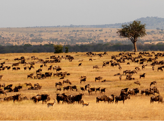 Serengeti, Tanzania - Serengeti wildlife