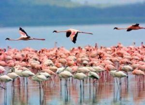 Lake Nakuru in Kenya