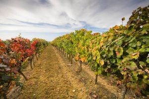 Vineyard areas in France