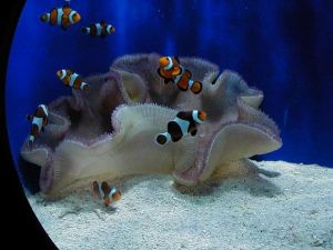 The Aquarium of the Western Australia (AQWA)