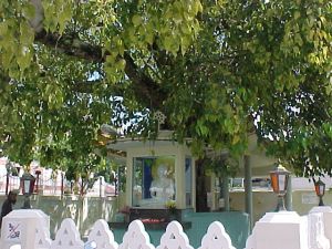 Bodhi Tree in Bodhgaya, India