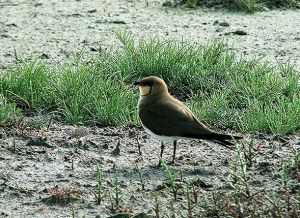 Danube Delta