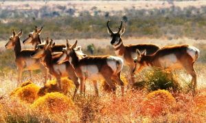 Pronghorns-interesting animals