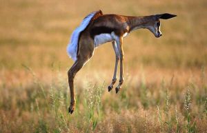 Springbok-strange animal