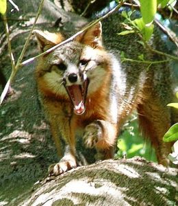 Gray fox-active animal