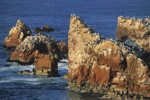 The Paracas Sea Cliffs