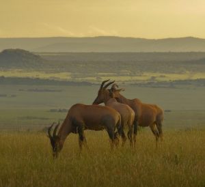 Masai Mara National Reserve, Kenya