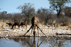 Etosha Natonal Park, Namibia