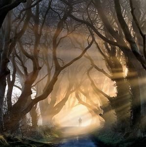 The Dark Hedges, Ireland