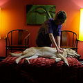 Image Westin Hotels - Top pet-friendly hotel chains