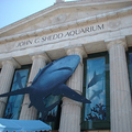 Image Shedd Aquarium - The best places to visit in Chicago, USA