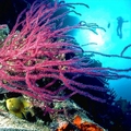 Image Tubbataha Reef Marine Park - Best new sites included in UNESCO patrimony
