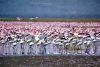 picture Flamingos at Lake Nakuru Lake Nakuru in Kenya