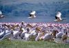 picture Pelicans at Lake Nakuru Lake Nakuru in Kenya
