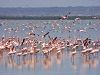 Flamingos at the lake