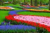 picture Beautiful tulips at Keukenhof Gardens Holland's Keukenhof Gardens