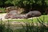 picture Hippopotamus Basel Zoo in Switzerland