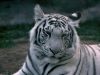 Tiger at Moscow Zoo