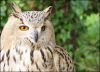 Owl at Madrid Zoo