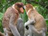 Proboscis Monkeys view