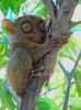 View of the Tarsier