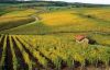picture Arbois vineyards Vineyard areas in France