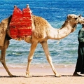 Image Egypt - The best holiday destinations in autumn
