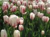 picture Tulips Nikitsky Botanical Garden