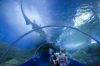 picture Acrylic Tunnel  The Aquarium of the Western Australia (AQWA)