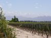 picture Vineyards in Argentina Argentina