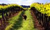 Vineyards in Australia
