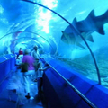 The Aquarium of the Western Australia (AQWA)