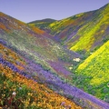 Image Valley of Flowers in the Himalayas, India