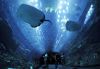 picture Acrylic Tunnel in the aquarium Dubai Aquarium & Discovery Centre, United Arab Emirates