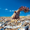 Image Socotra Island in Yemen - The most unusual holiday destinations in the world
