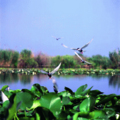 Image Danube Delta - The most beautiful deltas in the world 